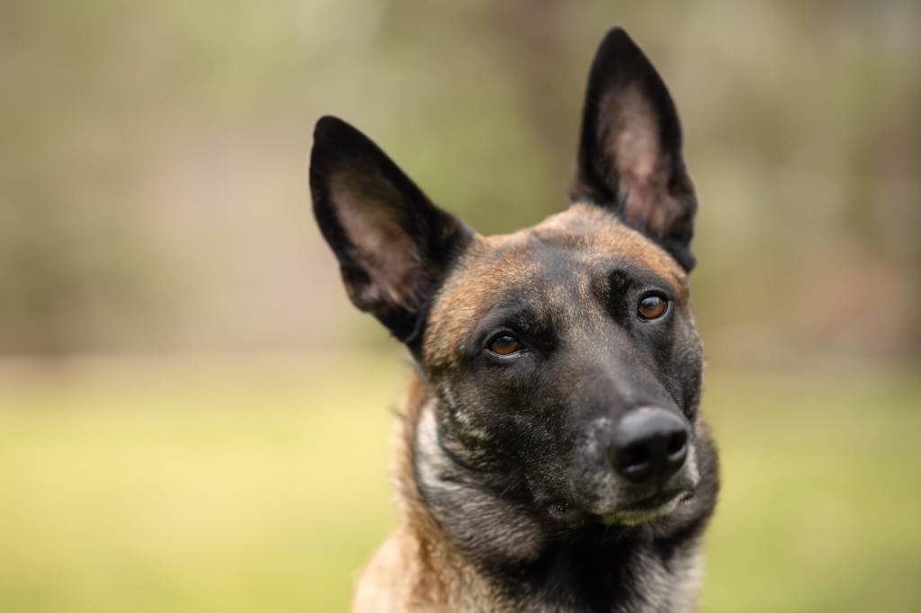 Belgian Malinois dog named Typhoon, storyteller of Real Hound Estates